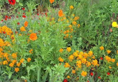 Kieznatur erleben am Dienstag, 11. August 2026