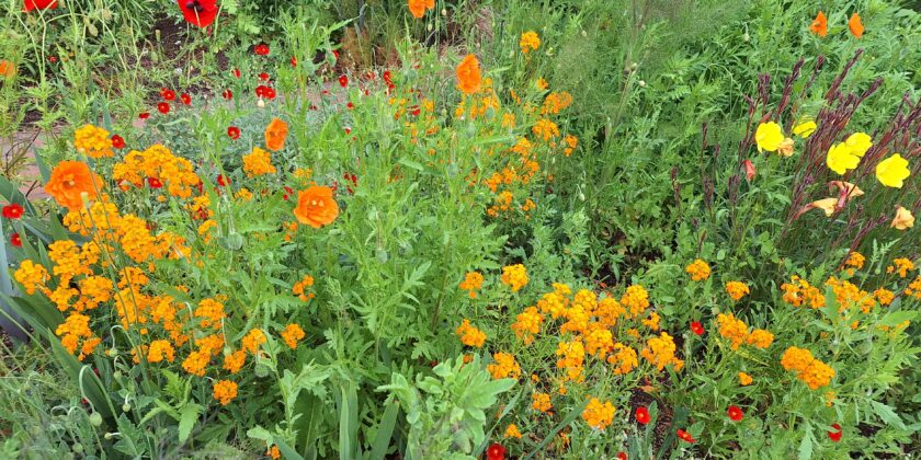 Kieznatur erleben am Dienstag, 11. August 2026