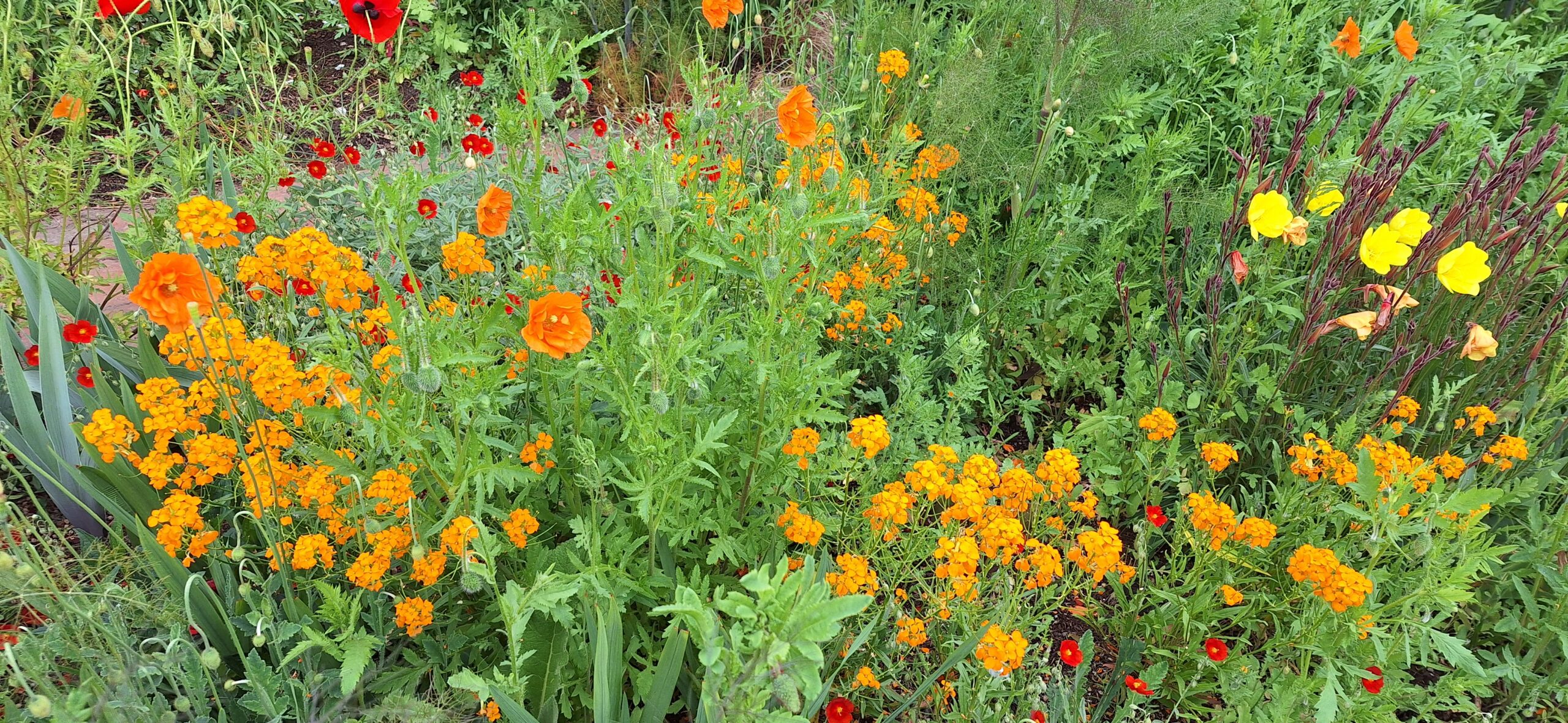 Kieznatur erleben am Dienstag, 11. August 2026